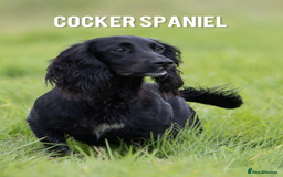 Cocker Spaniel dogs for sale: KC REG Cocker Spaniels - Image 27