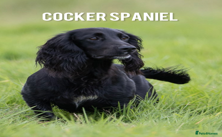 Cocker Spaniel dogs - Advert 2