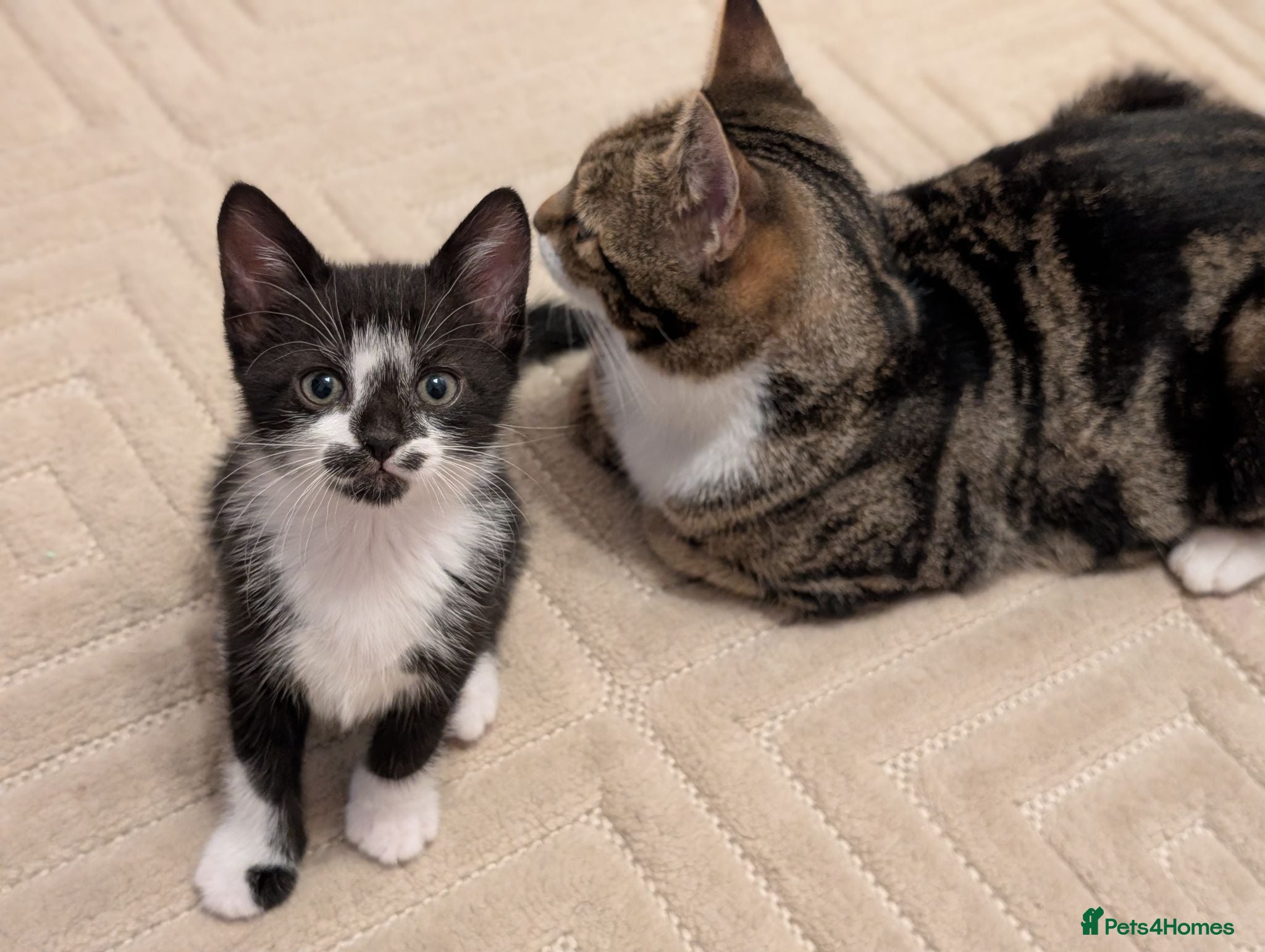Mixed Breed cats Adorable kittens available  - Advert 2
