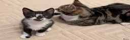 Mixed Breed cats for sale: Adorable kittens available  - Advert 2