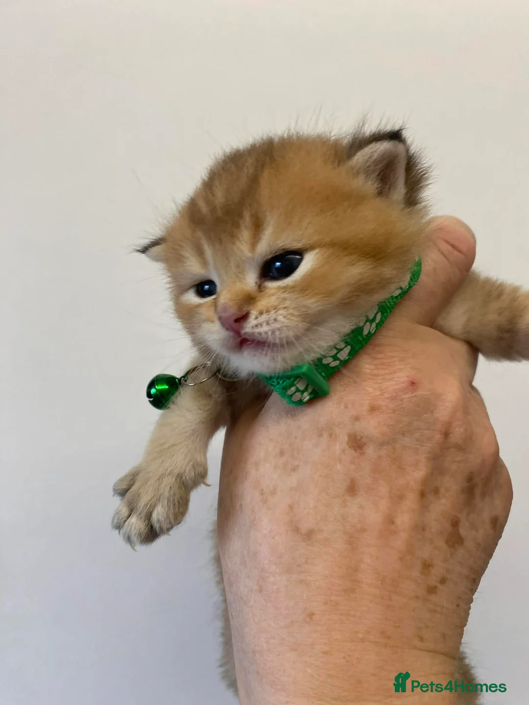 British Shorthair cats for sale: British shorthair kittens  - Advert 2