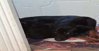 Mixed Breed dogs - Advert 3