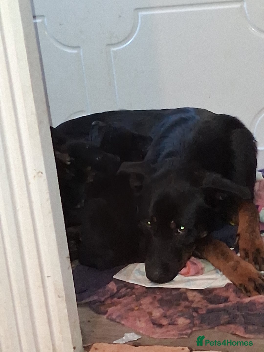 Mixed Breed dogs for sale: Puppies - Image 2