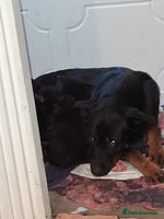 Mixed Breed dogs - Advert 1