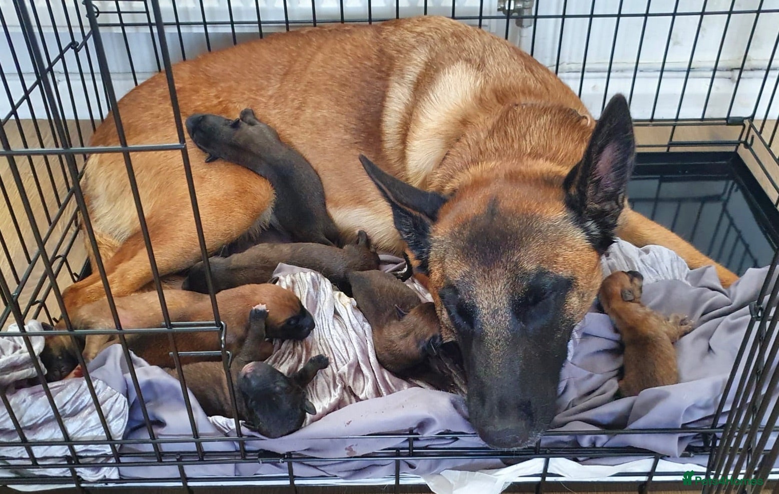 Belgian Shepherd Dog dogs Exceptional Belgian Malinois Puppies - Advert 4