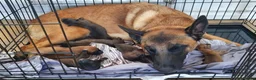 Belgian Shepherd Dog dogs for sale: Exceptional Belgian Malinois Puppies in Denbigh - Advert 1