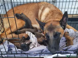 Belgian Shepherd Dog dogs Exceptional Belgian Malinois Puppies - Advert 1