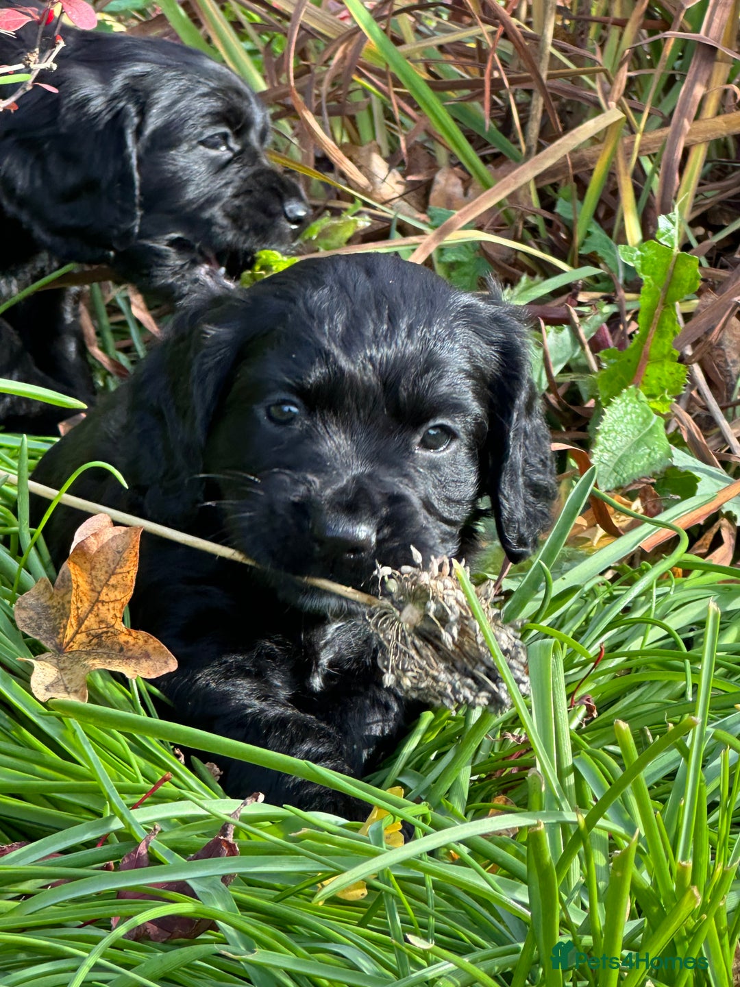 Cocker Spaniel dogs for sale: KC Reg Working Cocker Spaniels - Image 1