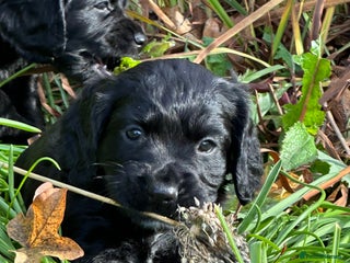 Cocker Spaniel dogs for sale - Advert 1