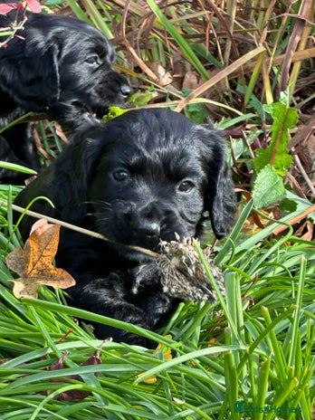 Cocker Spaniel dogs - Advert 1