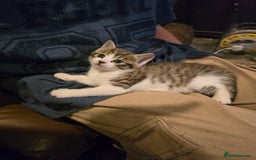Mixed Breed cats for sale:  kittens avaliable now - Image 7
