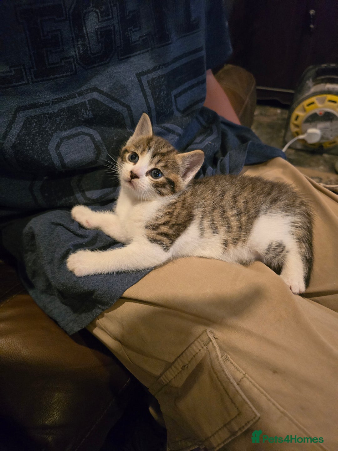 Mixed Breed cats for sale:  kittens avaliable now - Image 7