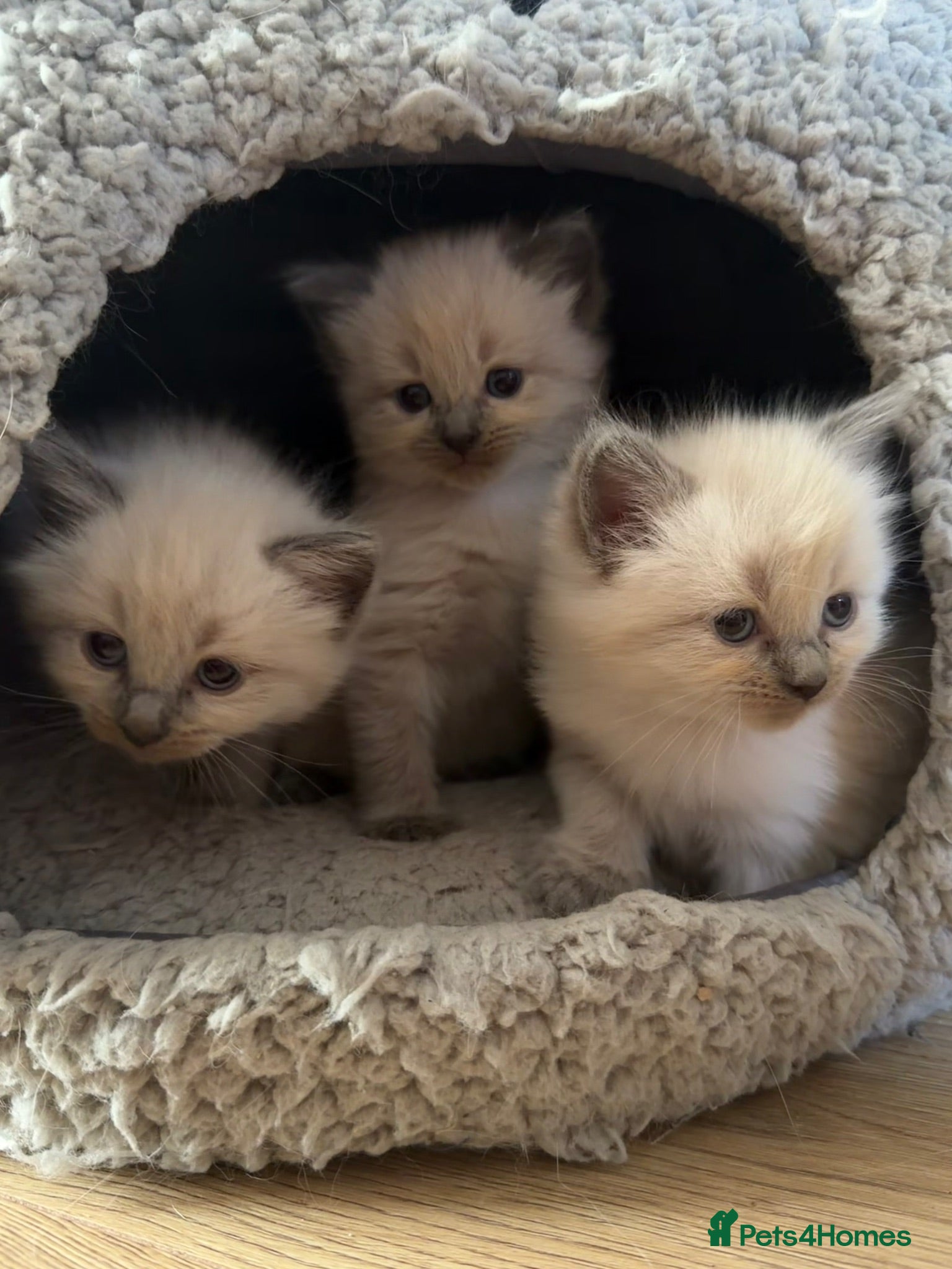 Ragdoll cats Beautiful pure Ragdoll kittens  - Advert 1