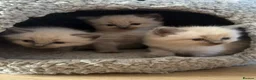 Ragdoll cats for sale: Beautiful pure Ragdoll kittens  - Advert 1