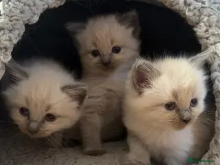 Ragdoll cats Beautiful pure Ragdoll kittens - Advert 3