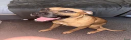 Staffordshire Bull Terrier dogs for stud: 🐾 Handsome Staffy Cross Stud Friendly Dog 🐾 - Advert 3