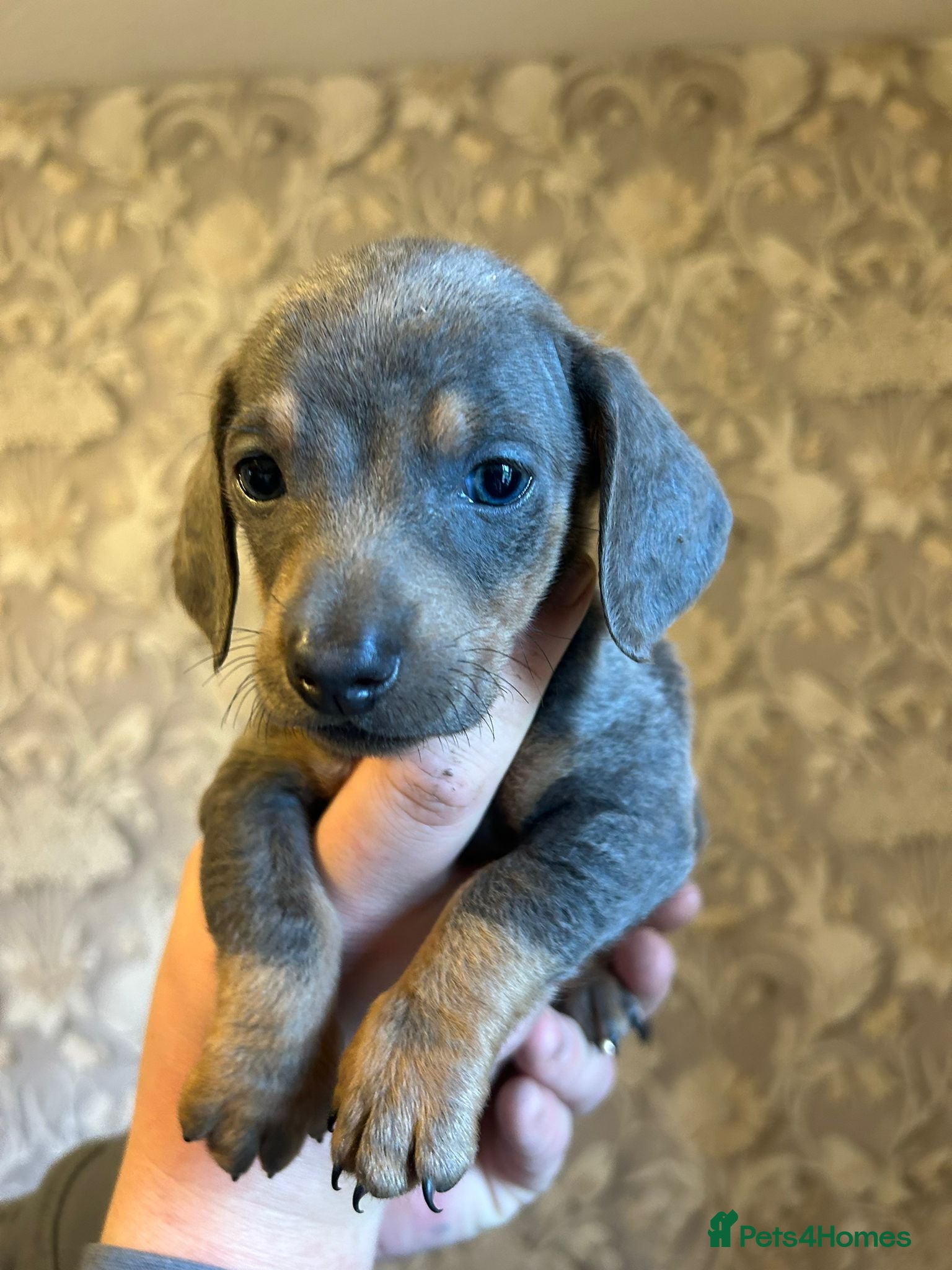 Dachshund dogs Dachshund puppies  - Advert 1