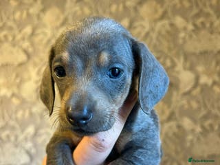 Dachshund dogs Dachshund puppies - Advert 1
