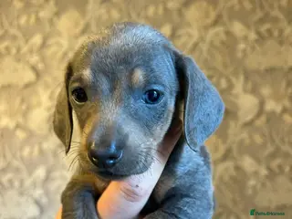 Dachshund dogs Dachshund puppies - Advert 3