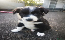 Border Collie dogs for sale: Beautiful Fluffy Collie Puppies  - Image 31