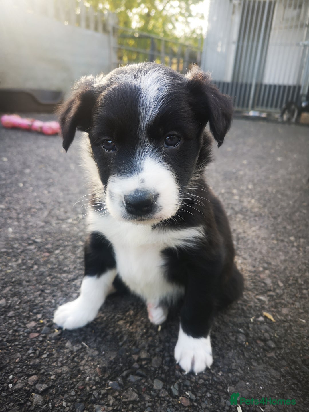 Border Collie dogs for sale: Beautiful Fluffy Collie Puppies  - Image 31
