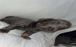 Dachshund dogs for sale: Gorgeous miniature dachshunds  - Image 6