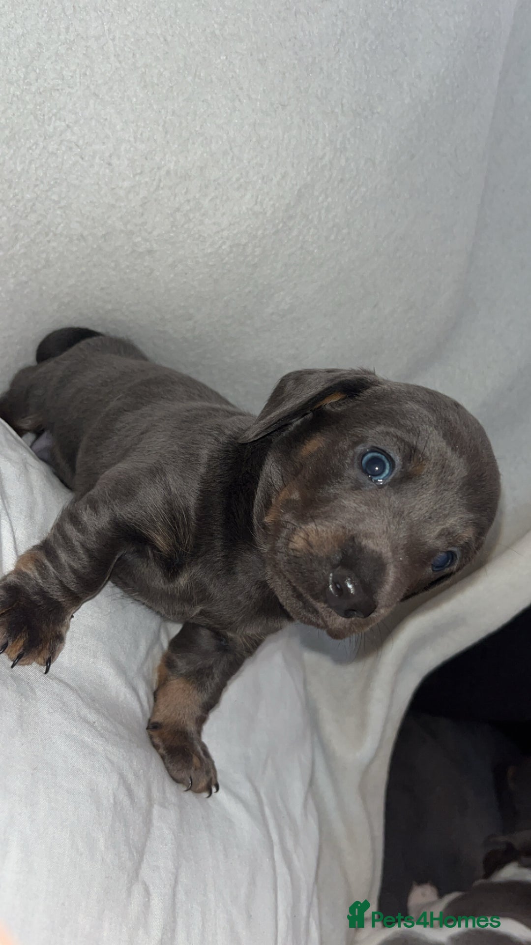 Dachshund dogs for sale: Gorgeous miniature dachshunds  - Image 6
