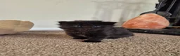 Mixed Breed cats for sale: VERY FRIENDLY FLUFFY KITTENS - Advert 27