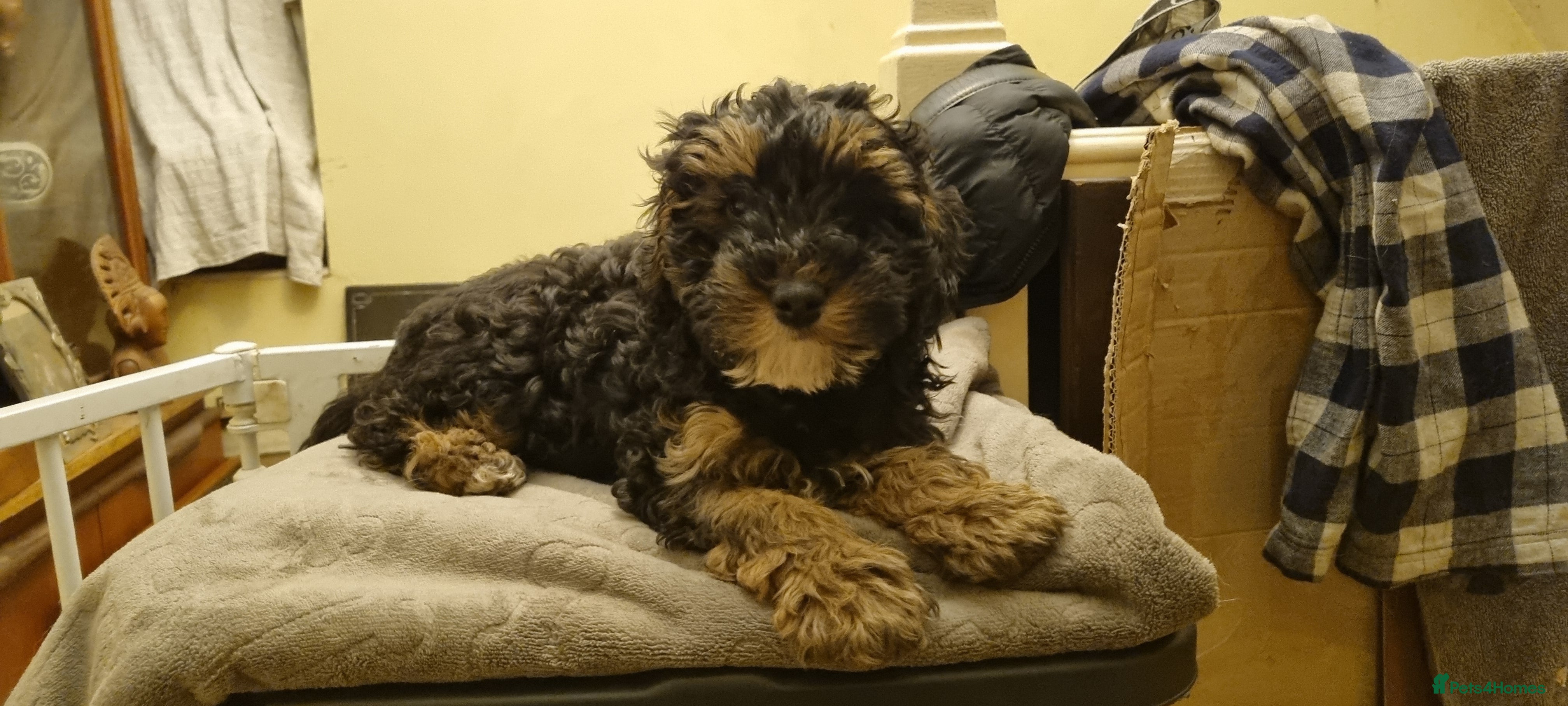 Toy Poodle dogs TOY POODLE x§ £800 LAST ONE FULLY VAXXED n CHIPPED - Advert 1