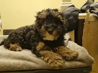 Toy Poodle dogs TOY POODLE x§ £800 LAST ONE FULLY VAXXED n CHIPPED - Advert 4