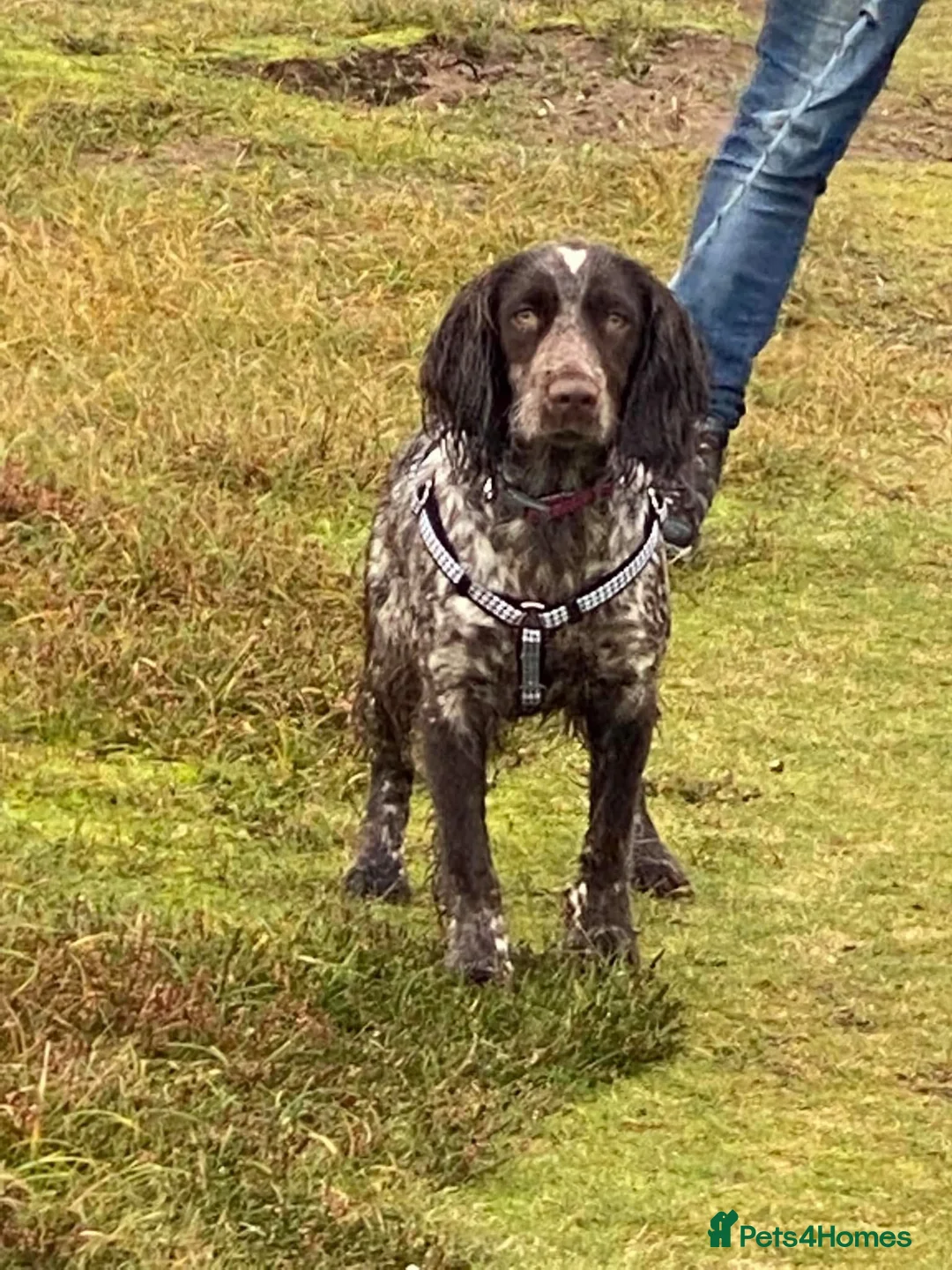 Sprocker dogs for sale: Sprocker puppys  - Advert 2