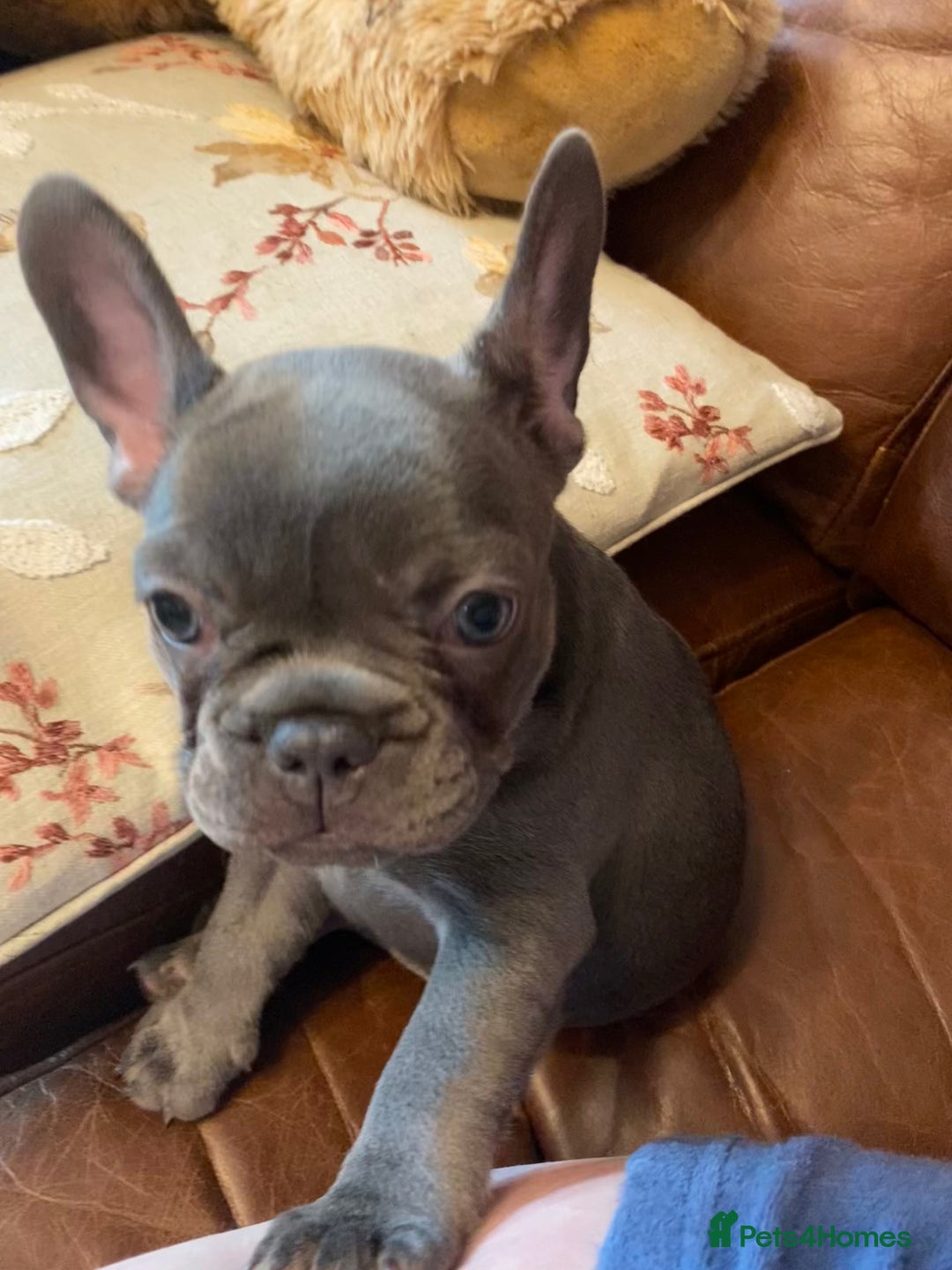 French Bulldog dogs for sale: French Bulldog 4 Boys and 3 girls  - Image 12