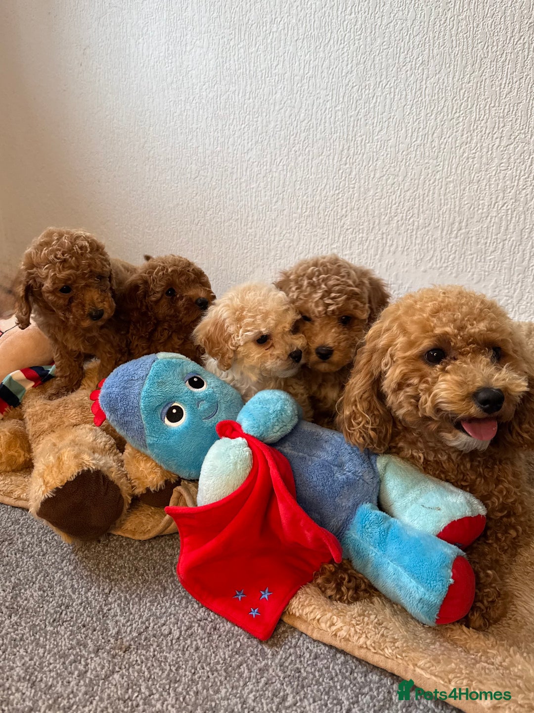 Poochon dogs for sale: Mini poochon  - Image 1