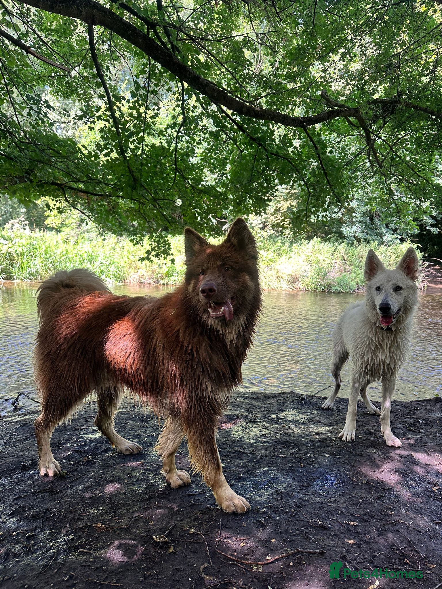 Mixed Breed dogs German Shepherd/Alaskan Malamute Isabella coat - Advert 2