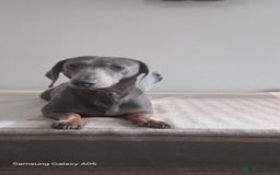 Miniature Dachshund dogs for sale: Absolutely stunning little babies - Image 1
