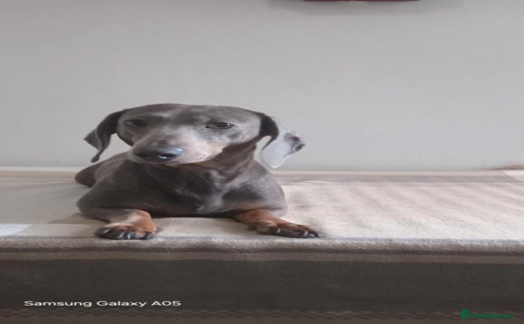 Miniature Dachshund dogs - Advert 12