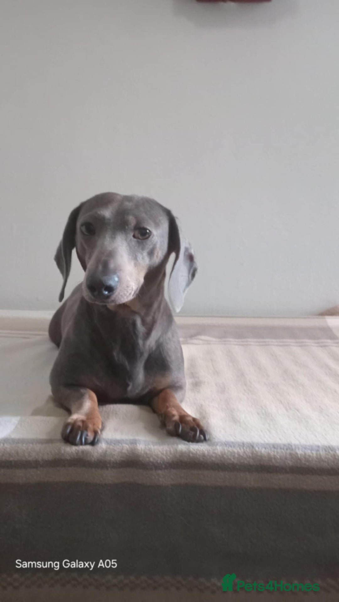 Miniature Dachshund dogs for sale: Absolutely stunning little babies - Image 1