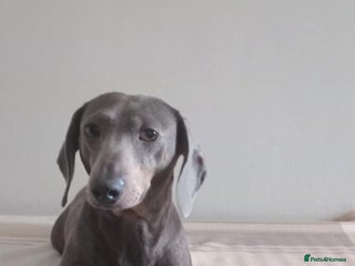 Miniature Dachshund dogs - Advert 32