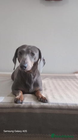 Miniature Dachshund dogs - Advert 10