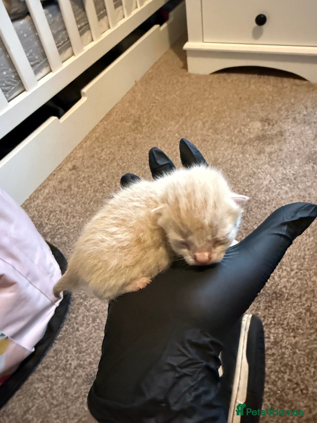 Scottish Fold cats for sale: Scottish fold kittens - Advert 5