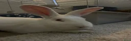 New Zealand rabbits for sale: Beano - Advert 3