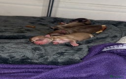 Chihuahua dogs for sale:  **  CHIHUAHUAS  - Advert 2