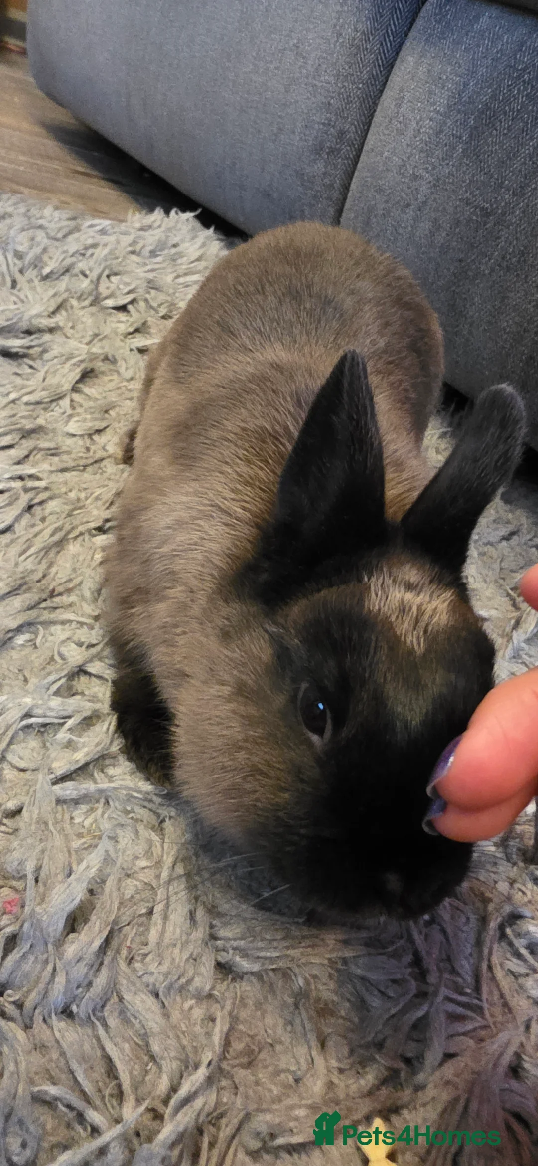 Netherland Dwarf rabbits for sale: Netherland dwarf bunnies available  - Advert 5