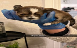 Lhasa Apso dogs for sale: 4 stunning pedigree Lhasa apsos for sale  - Image 4