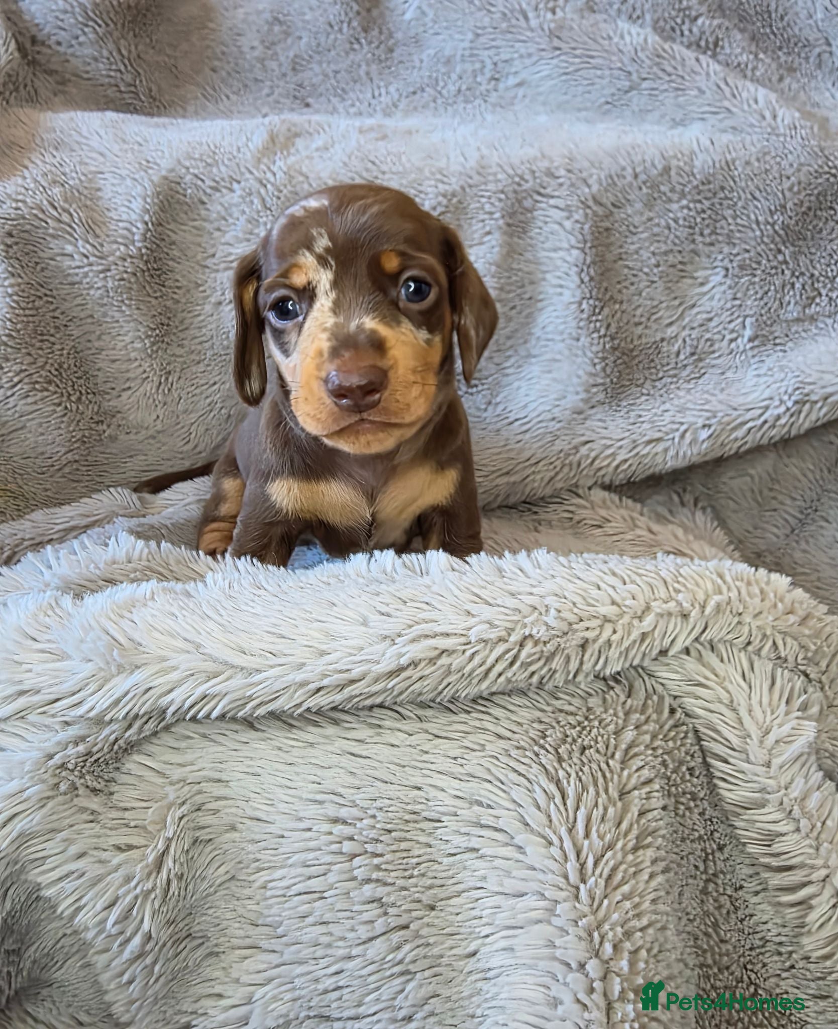 Miniature Dachshund dogs 🐾Stunning KC Reg Miniature Dachshund Puppie🐾 - Advert 8