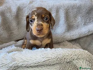 Miniature Dachshund dogs 🐾Stunning KC Reg Miniature Dachshund Puppie🐾 - Advert 8