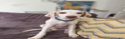 Mixed Breed dogs for adoption: Super Sweet Snowy - Advert 12