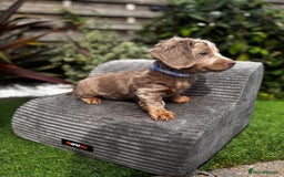 Miniature Dachshund dogs for sale: 💗 READY TO LEAVE - K.C MINIATURE DACHSHUND 💗 - Image 19
