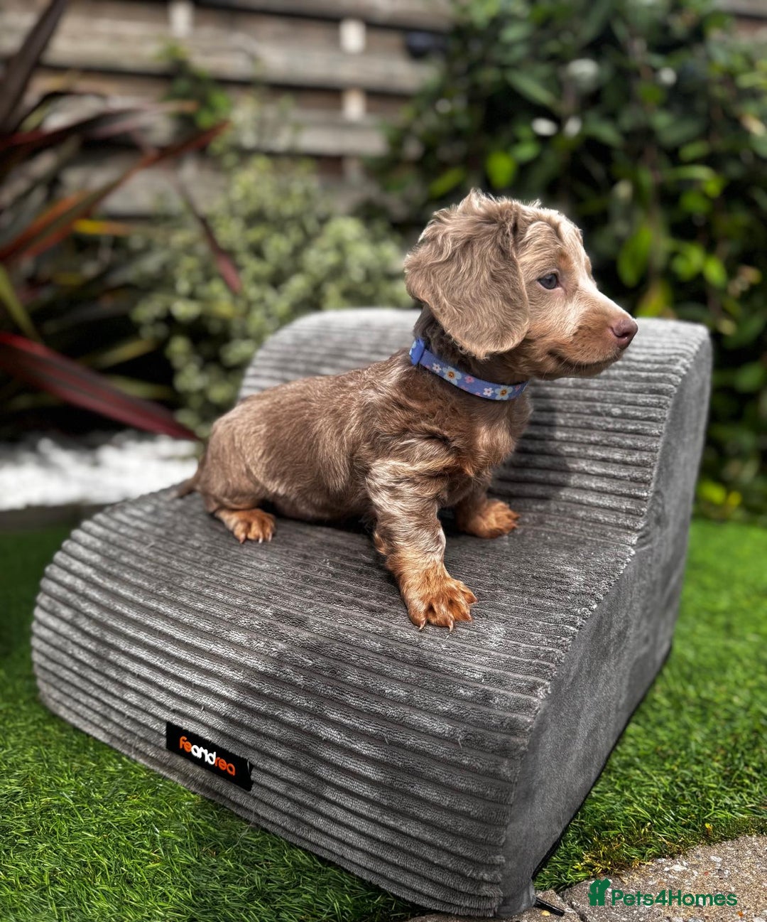 Miniature Dachshund dogs for sale: 💗 READY TO LEAVE - K.C MINIATURE DACHSHUND 💗 - Image 19