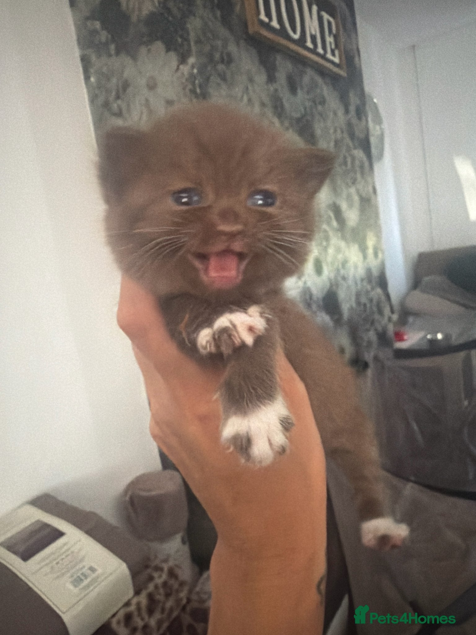 Mixed Breed cats British shorthair kittens - Advert 1
